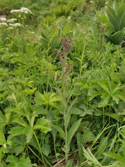 Bupleurum longifolium