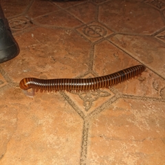 Thyropygus allevatus