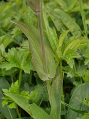 Bupleurum longifolium