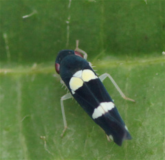 Microgoniella tristicula