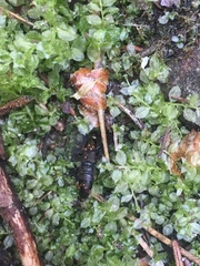 Philonthus decorus