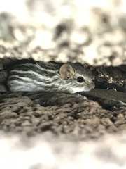 Lemniscomys zebra