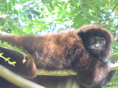 Plecturocebus brunneus