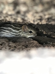 Lemniscomys zebra