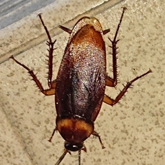Periplaneta americana