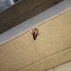 Periplaneta americana