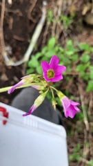 Oxalis nelsonii