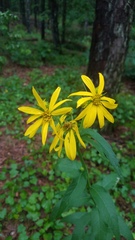 Verbesina helianthoides