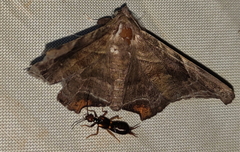 Episparis tortuosalis