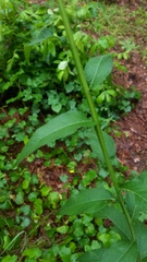 Verbesina helianthoides