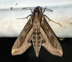Hippotion velox