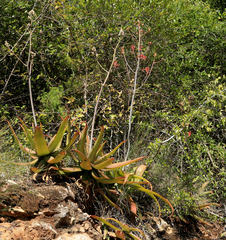 Aloe branddraaiensis