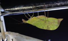 Leptoderes ornatipennis