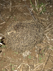 Atelerix albiventris