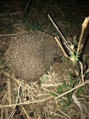 Atelerix albiventris