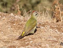 Picus vaillantii