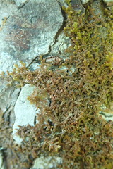 Frullania franciscana