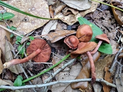 Cortinarius marylandensis
