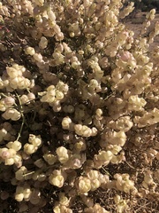 Scutellaria mexicana
