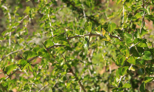 Image of Armed Turkeyberry (Canthium armatum) by (c) Wynand Uys, some rights reserved (CC BY)