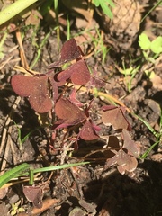 Oxalis stricta rufa