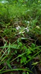 Monarda russeliana