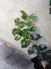 Ilex aquifolium