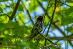 Chrysococcyx xanthorhynchus