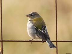 Fringilla coelebs africana