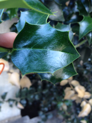 Ilex aquifolium