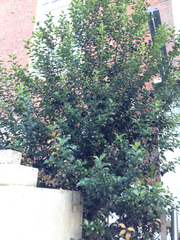 Ilex aquifolium