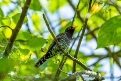 Chrysococcyx xanthorhynchus