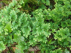 Selaginella uncinata