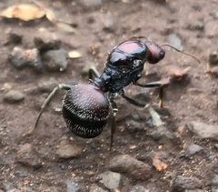 Messor cephalotes