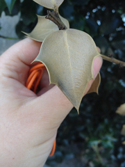 Ilex aquifolium