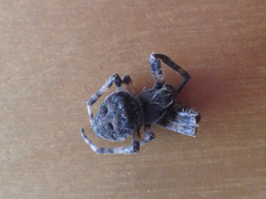 Larinioides sclopetarius