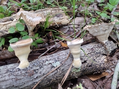 Cymatoderma caperatum