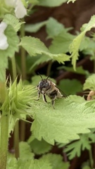 Anthophora quadrimaculata