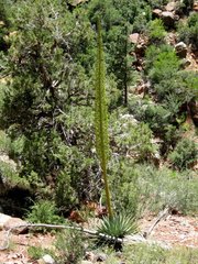 Agave utahensis kaibabensis