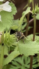 Anthophora quadrimaculata