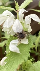 Anthophora quadrimaculata