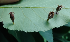Phylloxera caryaegummosa