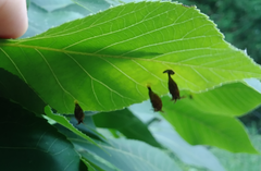 Phylloxera caryaegummosa