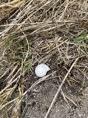 Helminthoglypta ayresiana