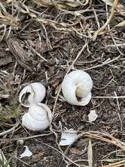 Helminthoglypta ayresiana