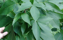 Phylloxera caryaegummosa