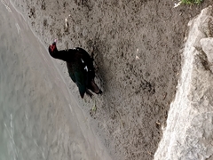 Cairina moschata domestica