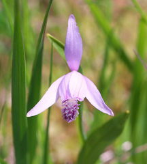 Pogonia japonica