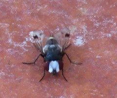 Sphenometopa fastuosa