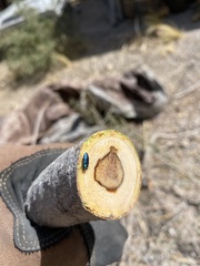 Chrysochus cobaltinus